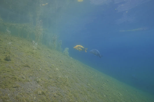 Tauchen im Sundhäuser See Nordhausen